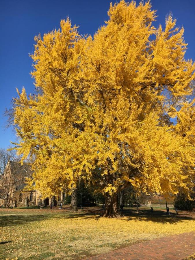 PrattGingko1Dec2016