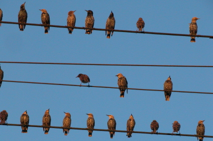 birds-on-a-wire2