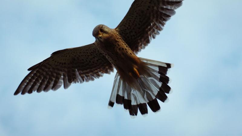 Kestrel