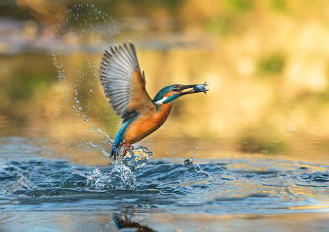 Kingfisher
